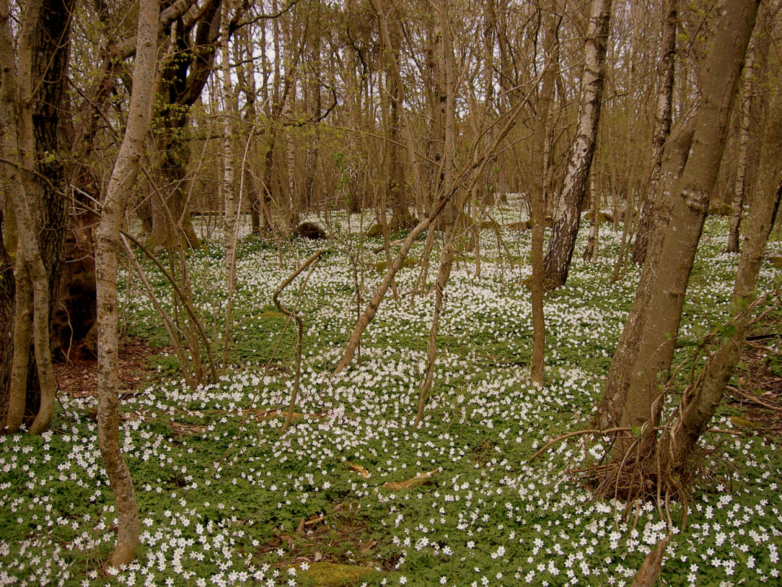 hvitveis jomfruland